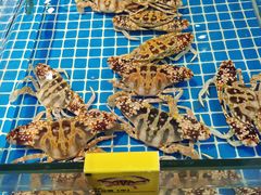 -三亚火车头万人海鲜广场