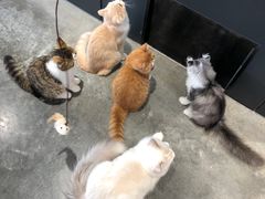 -瞄一喵猫咖(格力海岸店)