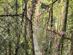 -西双版纳原始森林公园