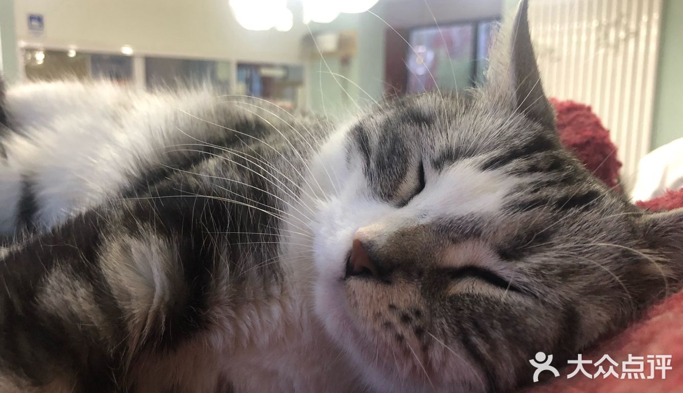 猫猫比以前更多了，鸡块还是老味道