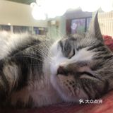 猫猫比以前更多了，鸡块还是老味道