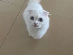 -喵宠乐园·撸猫互动·猫舍