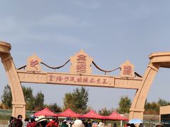 -金塔沙漠胡杨林景区