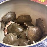 今天出门吃点啥？状元甲吃甲鱼喽😄