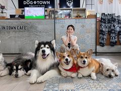 -Dog in Town Ekkamai