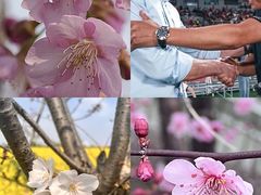 -芒洲湿地公园