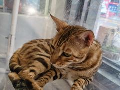 -猫亿天猫咖