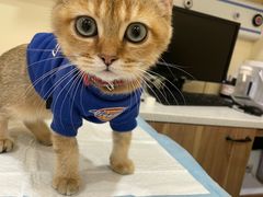 -萌兽医馆·犬猫专科·眼科中心·宠物医院(朝阳门分院)
