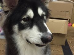 -佳雯宠物医院(四明中路分院)