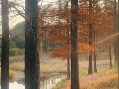 -贡湖湾湿地公园