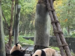 -都江堰中华大熊猫苑