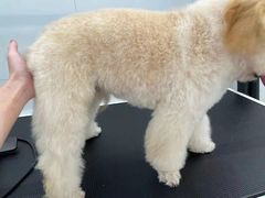 -comecome来吧宠物(奥克斯中心店)