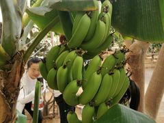 -北戴河集发农业梦想王国