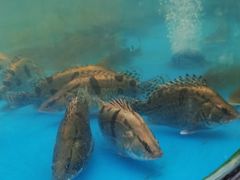 -耕渔小院·湖南鱼鲜(望城店)