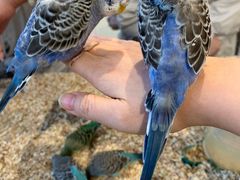 -怪兽屋·羊驼·猫咖·狗咖(俊华广场店)