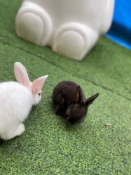 -萌宠亲子动物乐园(槐房万达店)