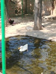 -上美四季动物农场