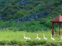 -靖西鹅泉风景区