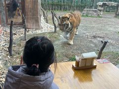 -上海野生动物园老虎餐厅