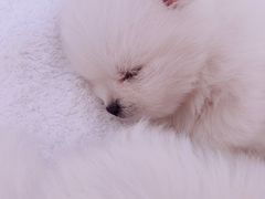 -康旭宠物医院(郑州总院)