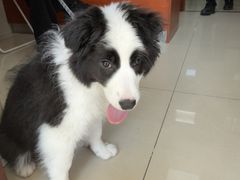 -艾贝尔宠物医院 ·内科全科(梁溪路店)