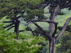 -妙峰山风景名胜区