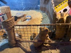 -酷嗒动物文化乐园(cutezoo西溪乐天城店)