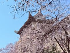 -武汉大学-樱园