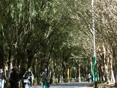 -长白岛森林公园