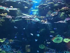 -暹罗海洋世界