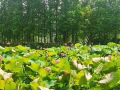 -金银湖国家城市湿地公园