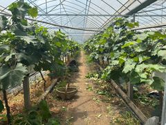 -马陆小张葡萄园农家乐