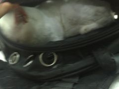 -佑安动物医院·全科·内窥镜中心(幸福巷店)