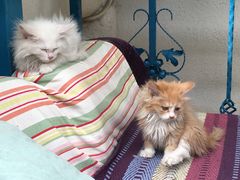 -Sirena海妖日咖夜酒