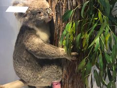 -墨尔本博物馆(Melbourne Museum)