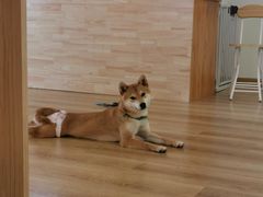 -柴犬小屋·柴餐厅·狗咖食堂(金鼎广场店)