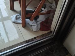 -宠颐生宠物医院·心肾内科·猫专科诊疗中心宠巢店