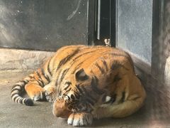 -海南热带野生动植物园