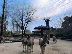 -上海野生动物园