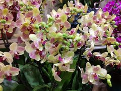 -双季花艺园艺市场(浦东店)
