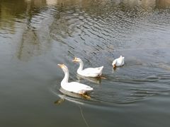-鹦鹉寺公园