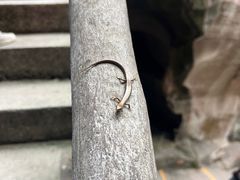 -蛇蟠岛