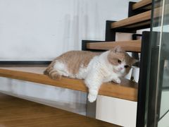 -爱侣宠医·鹦鹉专科·小型哺乳类·异宠专科(灵石路店)