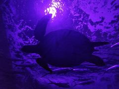 -多彩贵州城极地海洋世界