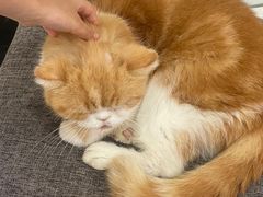 -喵园·猫主题咖啡厅·撸猫·猫咖(国贸店)