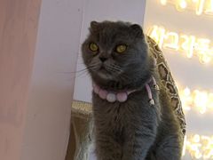 -我爱猫咪·猫咖·狗咖·安哥拉兔·羊驼咖(小寨华旗店)
