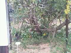 android_upload_pic-广西壮族自治区药用植物园