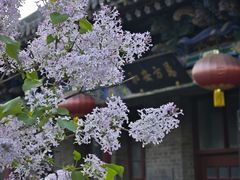 -文瀛公园