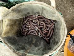 -北海金海湾红树林生态旅游区