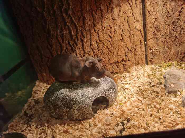 南京金鹰动物世界-"周末带娃去室内动物园,位置就在负二楼,都.